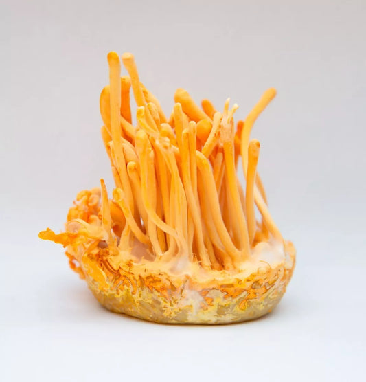 Descubre los beneficios científicamente comprobados de los cordyceps