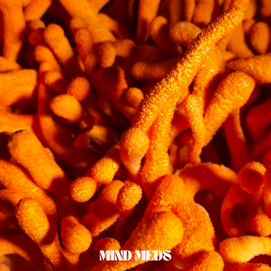 Cordyceps 50g 💪🏻